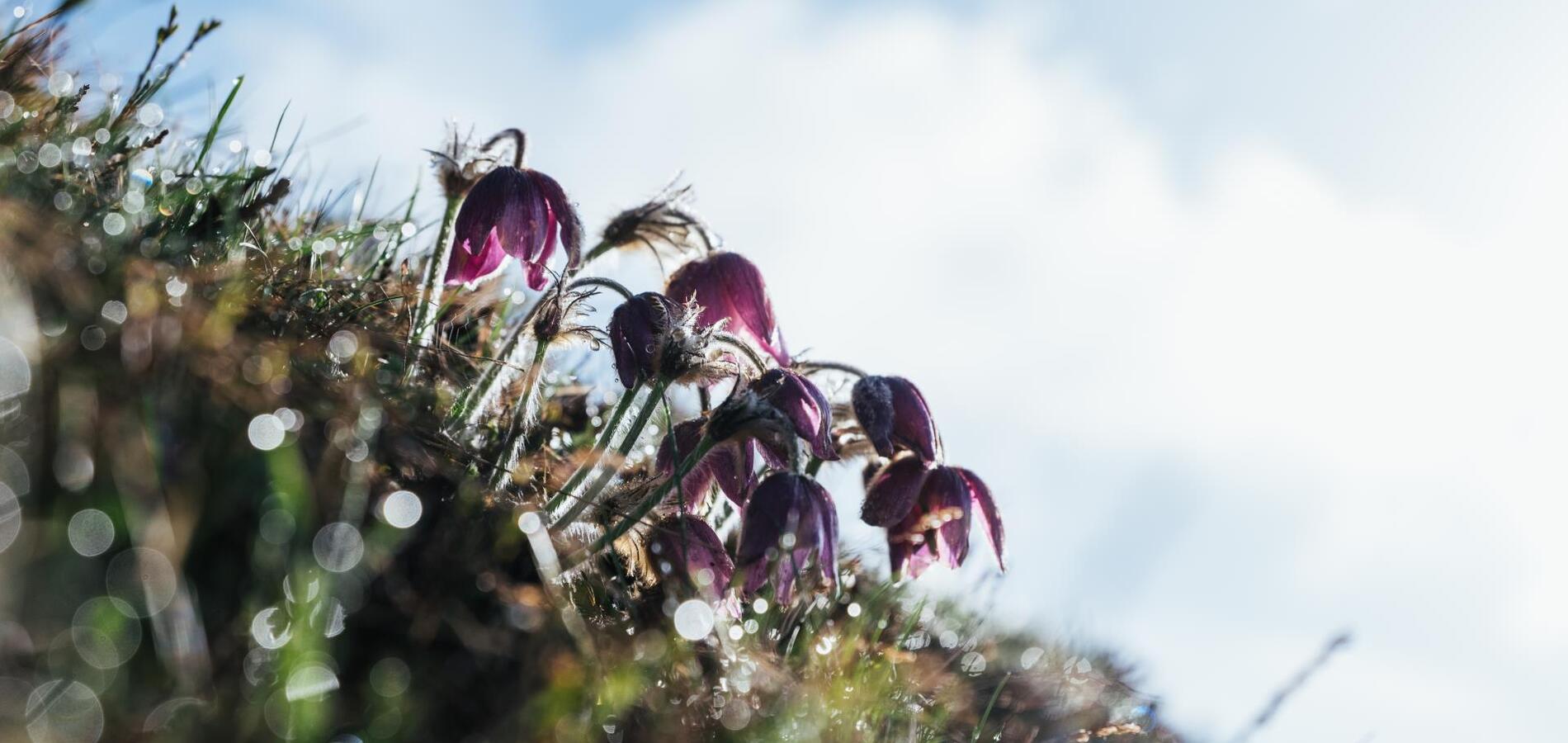 Primo piano di fiori viola
