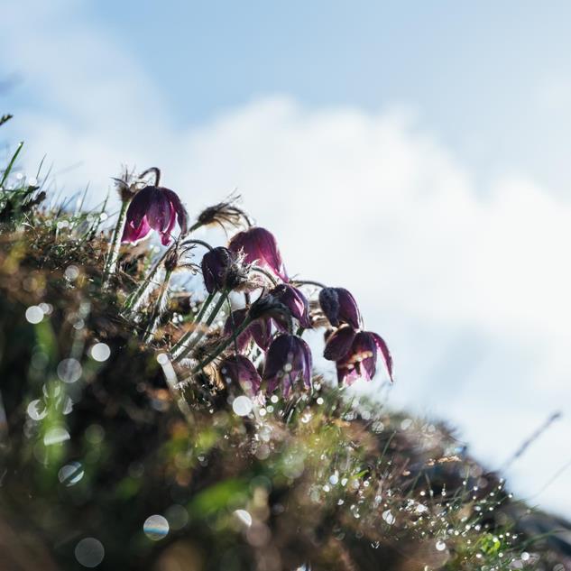 Nahaufnahme violetter Blumen