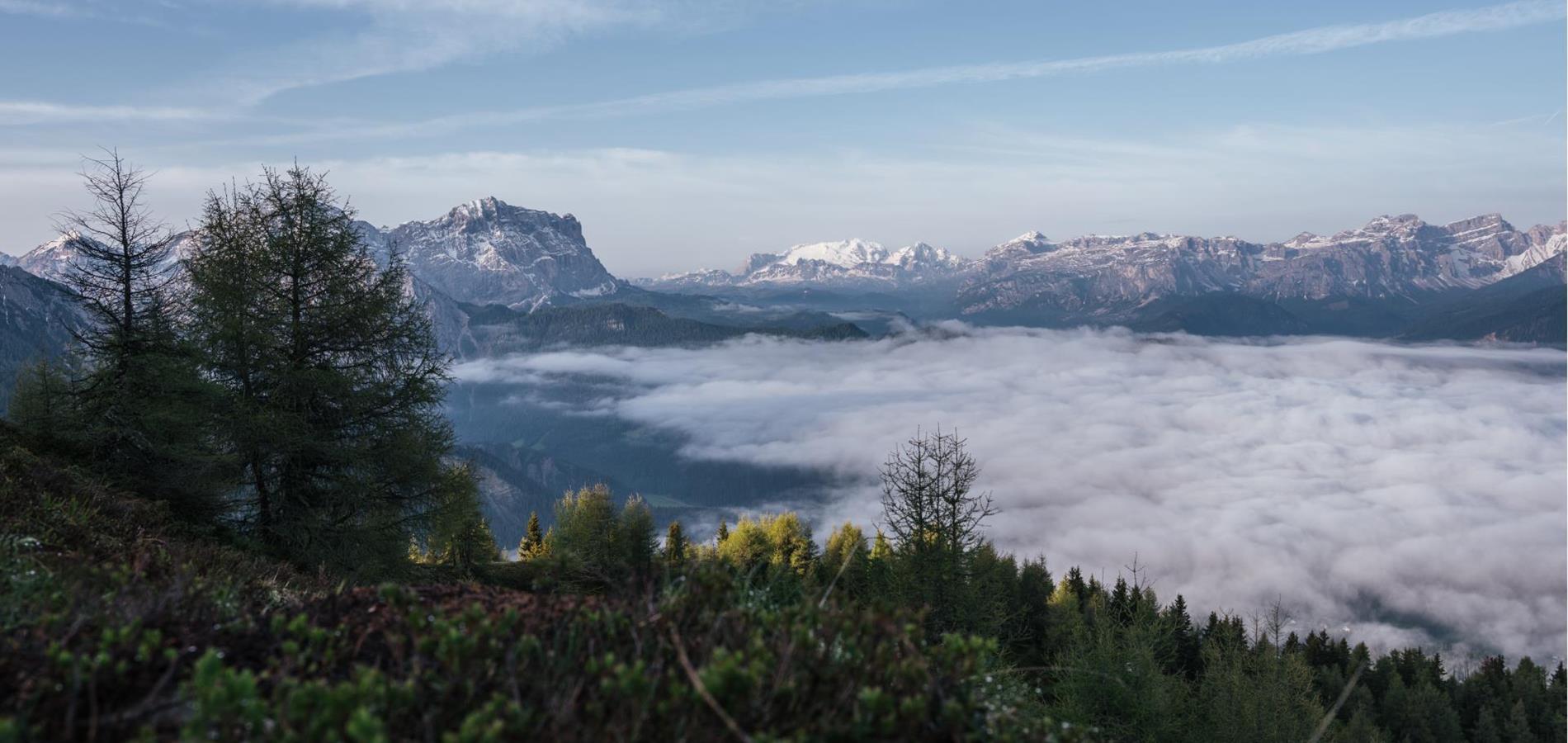 Forest with fog over the valley and Dolomite mountains in the foreground.