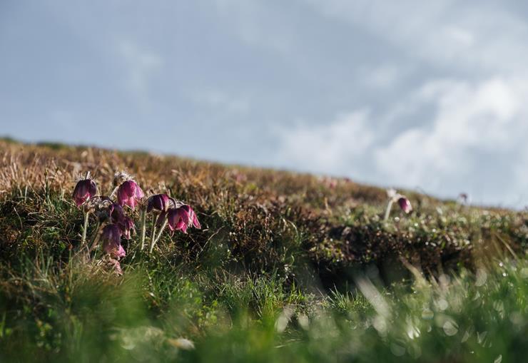 Close-up of purple flowers