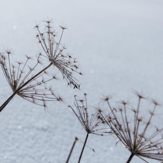 Verwelkte Blumen im Schnee