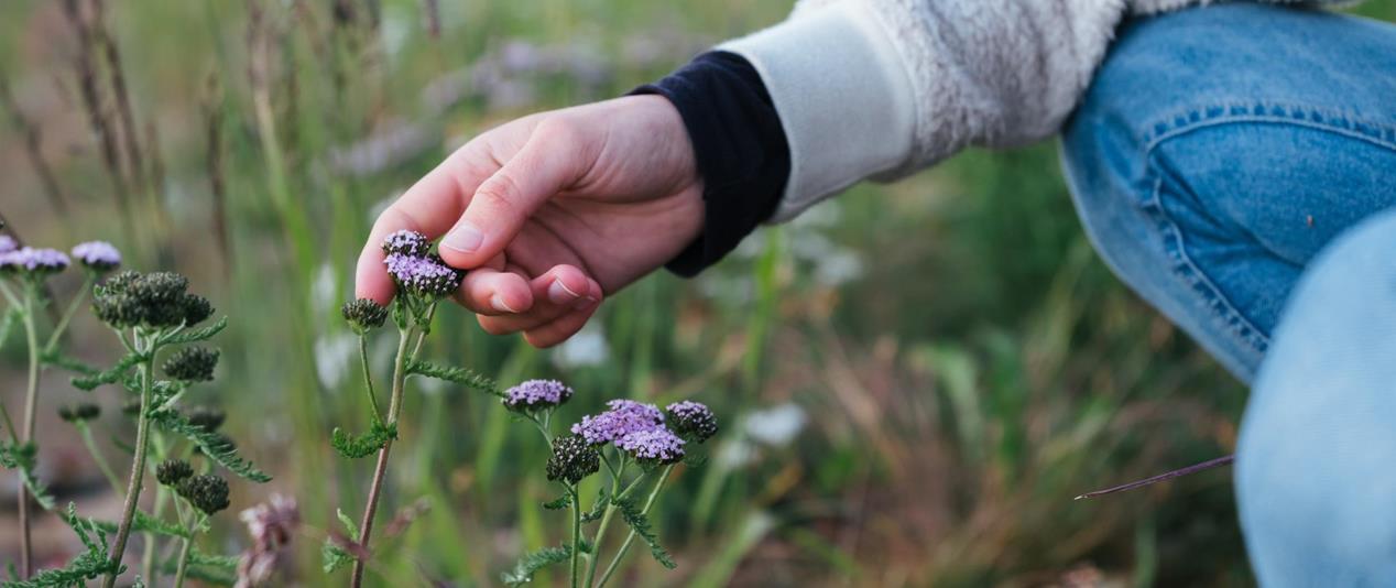 Una mano tocca fiori viola in un prato in ambiente naturale.